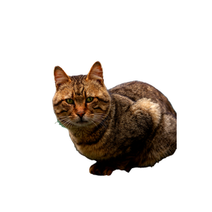 Tabby Cat Sitting On A Green Surface With A Curious Gaze. Photographed In Istanbul. 17456 - Cat PNG image with transparent background